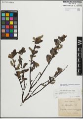 Foto von Salix myrsinifolia Salisb. x Salix phylicifolia L.